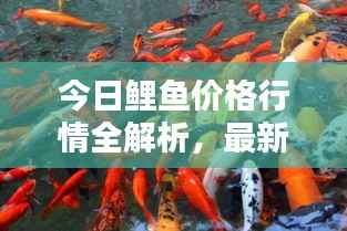 云龙井蛙