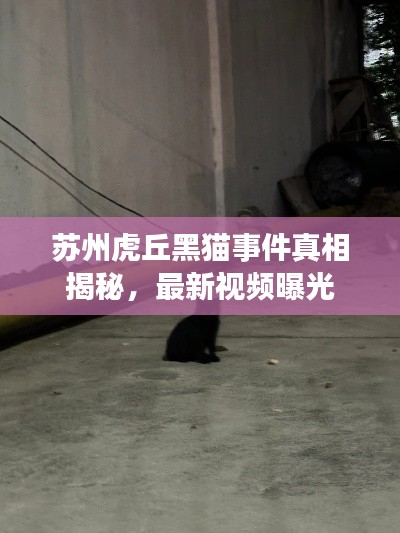 苏州虎丘黑猫事件真相揭秘,最新视频曝光