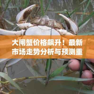 大闸蟹价格飙升!最新市场走势分析与预测重磅发布