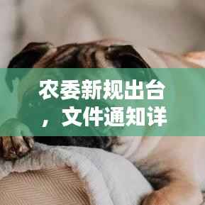 风流倜傥
